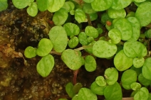 Soleirolia soleirolii