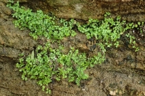 Soleirolia soleirolii