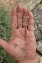 Extriplex californica
