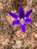 Brodiaea elegans