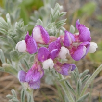 Lathyrus littoralis
