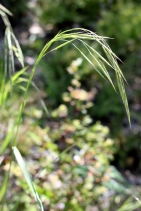 Bromus laevipes