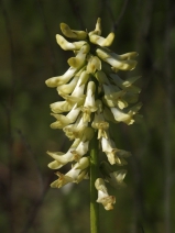 Astragalus pomonensis