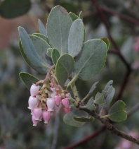 Arctostaphylos glandulosa