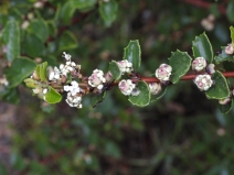 Ceanothus perplexans