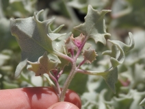 Atriplex hymenelytra