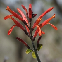 Justicia californica