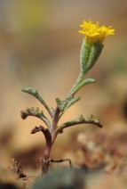 Chaenactis glabriuscula var. heterocarpha
