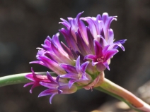 Allium sharsmithiae