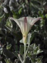Calystegia malacophylla ssp. pedicellata