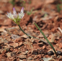 Allium diabolense