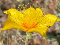 Mentzelia lindleyi