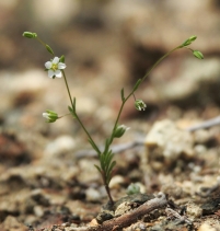Hesperolinon micranthum