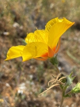 Mentzelia lindleyi