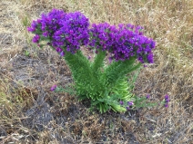 Echium plantagineum