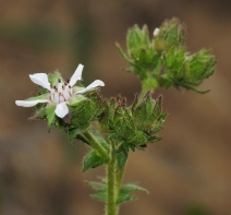 Horkelia cuneata var. cuneata