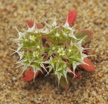 Chorizanthe diffusa