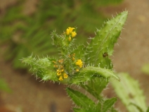 Amsinckia spectabilis var. microcarpa
