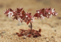 Mucronea californica