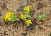 Eriophyllum multicaule