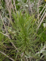 Senecio blochmaniae