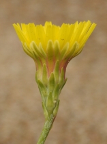 Malacothrix incana