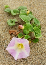 Calystegia soldanella