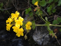 Erythranthe grandis