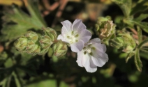 Sidalcea hickmanii ssp. anomala
