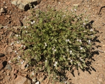 Sidalcea hickmanii ssp. anomala