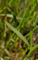 Crocanthemum scoparium
