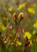 Crocanthemum scoparium