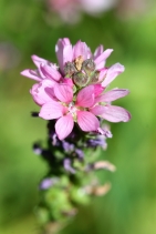 Sidalcea oregana