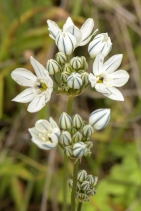 Triteleia hyacinthina