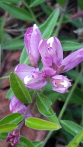 Polygala californica