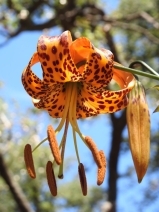 Lilium humboldtii