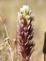 Castilleja densiflora