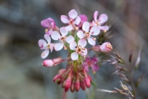 Eremothera boothii ssp. decorticans