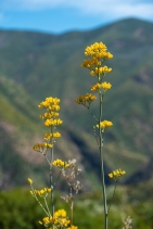 Ehrendorferia chrysantha