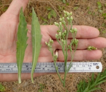 Erigeron sumatrensis