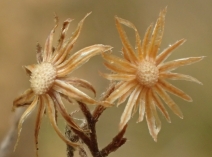 Erigeron sumatrensis