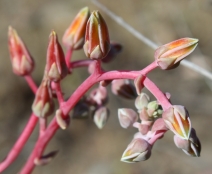 Dudleya pulverulenta