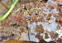 Azolla microphylla