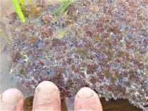 Azolla microphylla