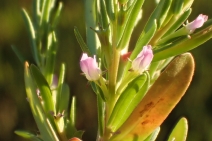 Lythrum hyssopifolia