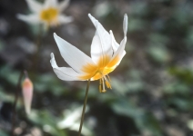 Erythronium helenae