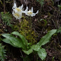 Erythronium californicum