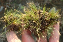 Eleocharis parvula