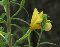 Oenothera elata ssp. hirsutissimus