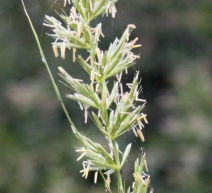 Elymus condensatus